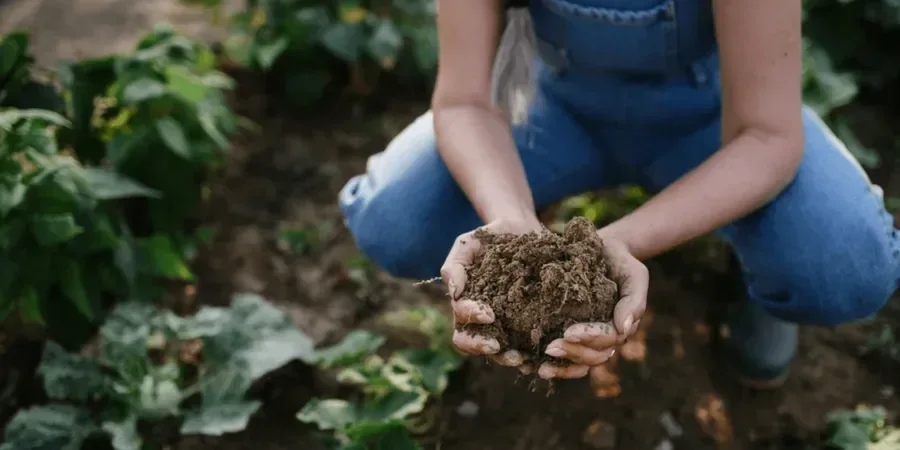 Imagen ilustrativa de Suelos organicos en Alicante